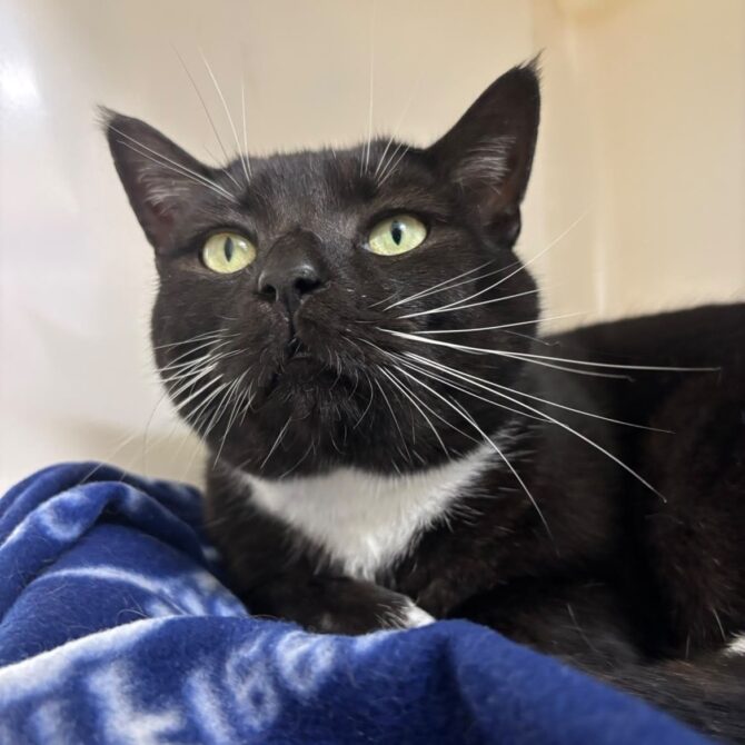 Chuck – 4yrs – Male (RESERVED)