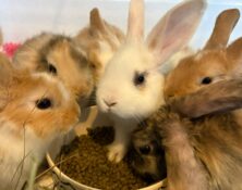 Various Baby Bunnies – under 6mts