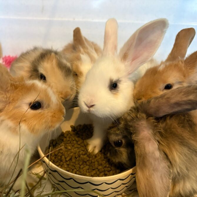 Various Baby Bunnies – under 6mts