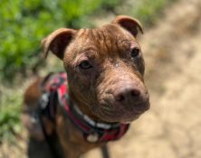 Coco – 2yrs – Female – Staffie X