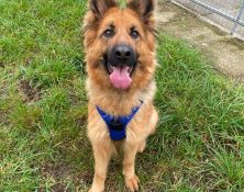 Daisy – 3yrs – Female – GSD