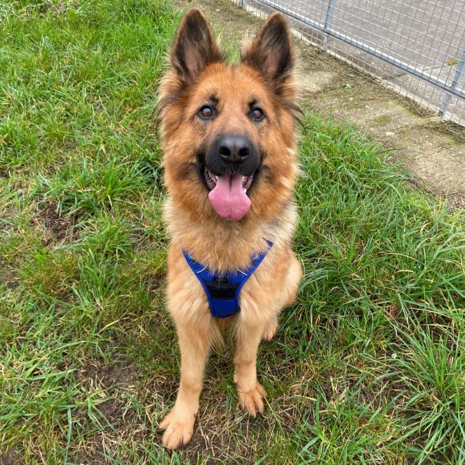 Daisy – 3yrs – Female – GSD