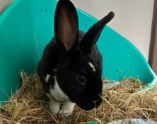 Danni – under 6mts – Female