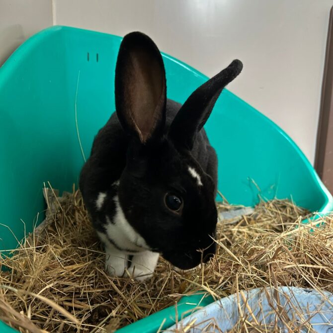 Danni – under 6mts – Female