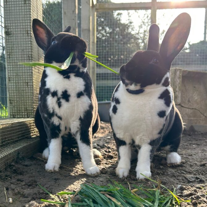 Danni – under 12mts – Female