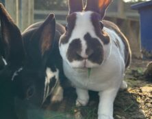 Daphne & Dolly – Various – Female