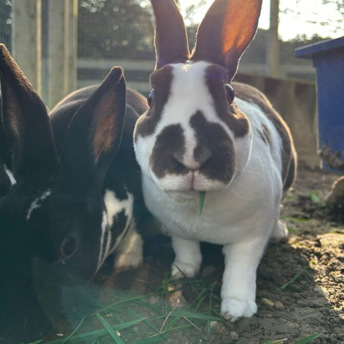 Daphne & Dolly – Various – Female