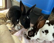 Daphne & Dolly – Various – Female