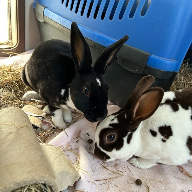 Daphne & Dolly – Various – Female