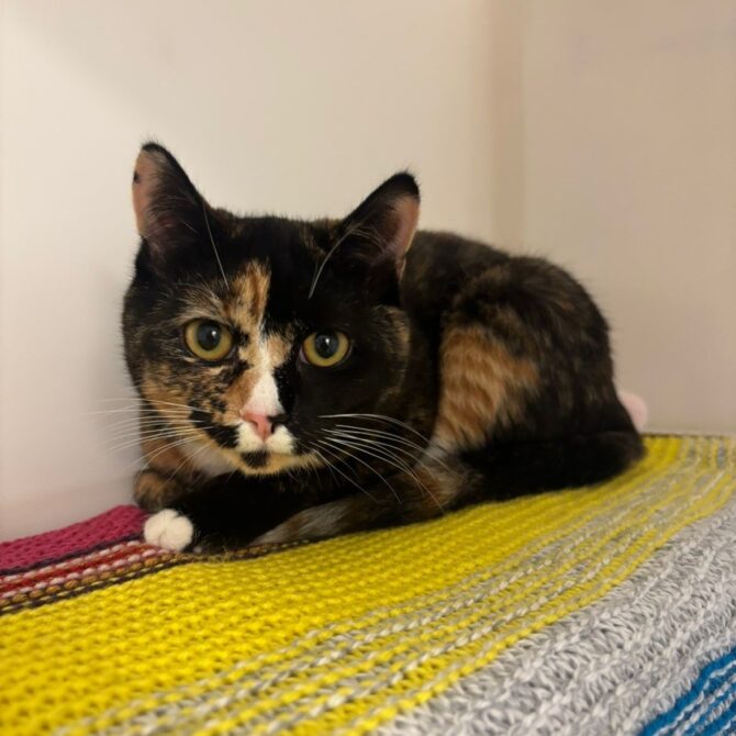 Darla – 1yrs – Female (RESERVED)