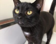 Diamond – 4yrs – Female