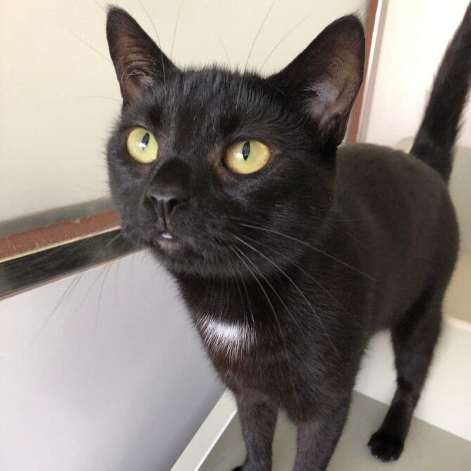 Diamond – 4yrs – Female