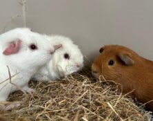 Disco, Rumble & Wotsit – under 6mts – Male