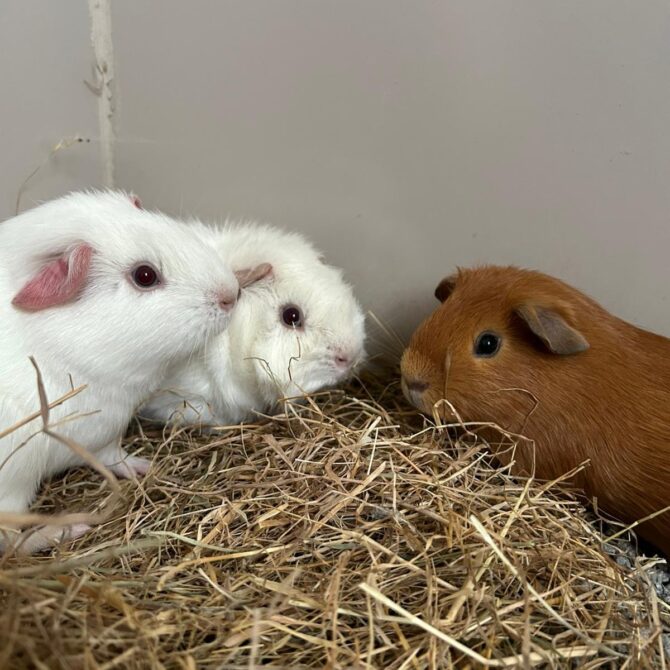 Disco, Rumble & Wotsit – under 6mts – Male