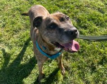 Duke – 8yrs – Male – Staffie X