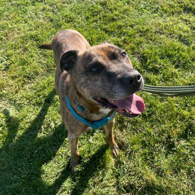 Duke – 8yrs – Male – Staffie X