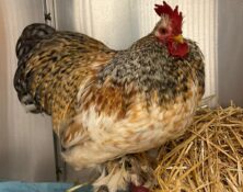 Dwayne – 1yrs – Male