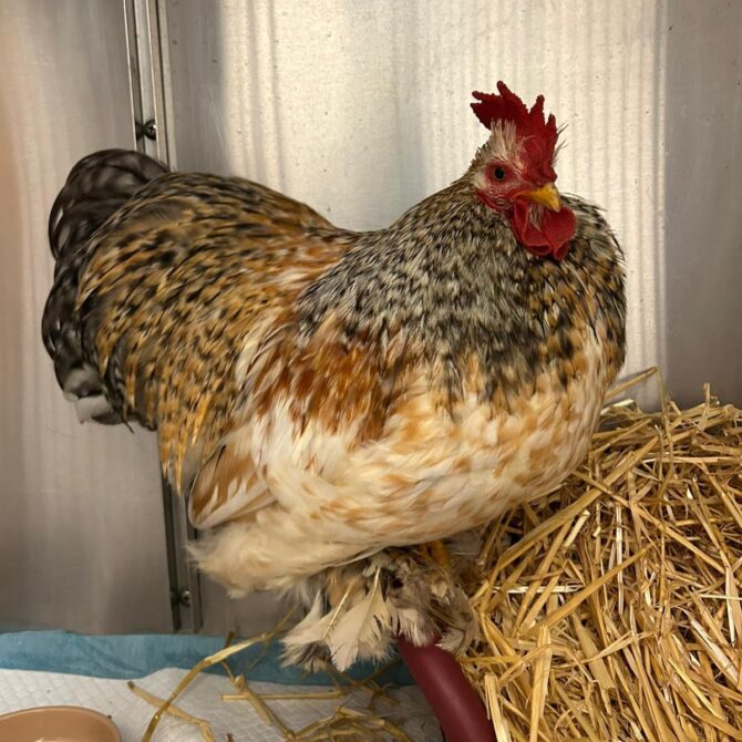 Dwayne – 1yrs – Male