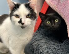 Edamame & Matcha – under 12mts – Various