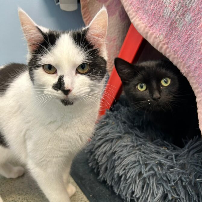 Edamame & Matcha – under 12mts – Various