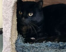 Edgar – 5yrs – Male