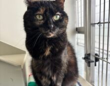 Elsa – 9yrs – Female (RESERVED)