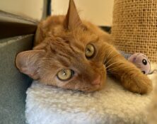 Ember – 3yrs – Female
