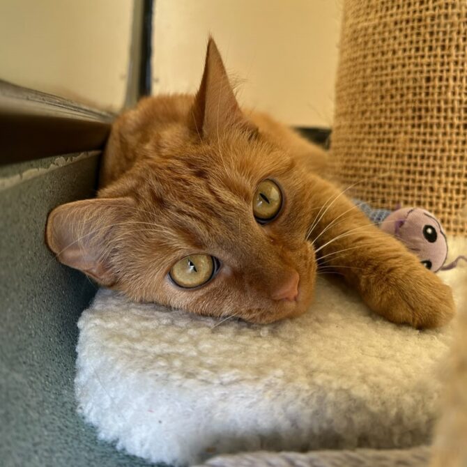 Ember – 3yrs – Female