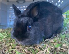 Everleigh – 1yrs – Female