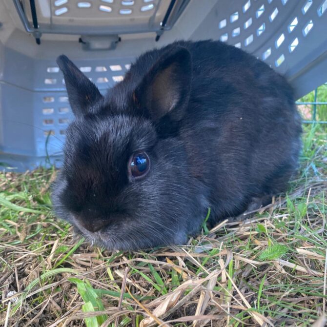 Everleigh – 1yrs – Female