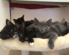 Kittens – Various – Available now!