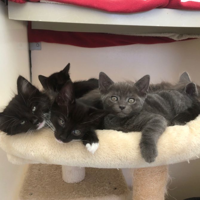 Kittens – Various – Available now!