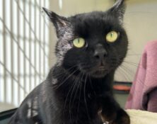 Figaro – 8yrs – Male