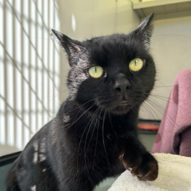 Figaro – 8yrs – Male