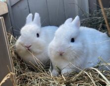 Fiona & Felicity – Various – Female
