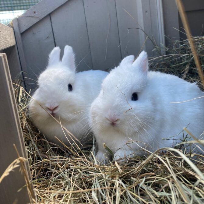 Fiona & Felicity – Various – Female
