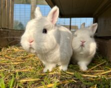 Fiona & Felicity – Various – Female