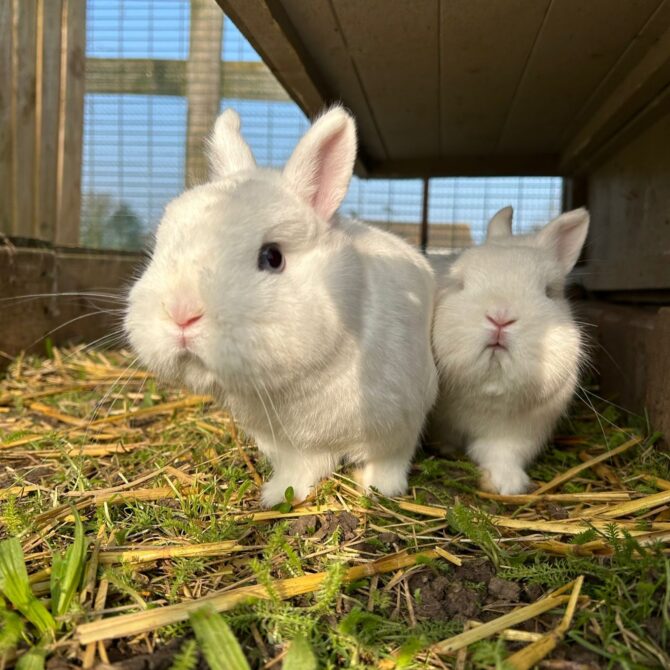 Fiona & Felicity – Various – Female