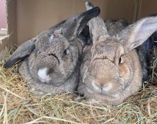 Flora & Dandelion – 5yrs – Female