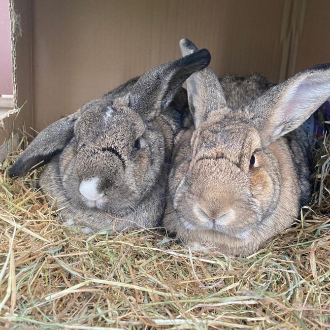 Flora & Dandelion – 5yrs – Female