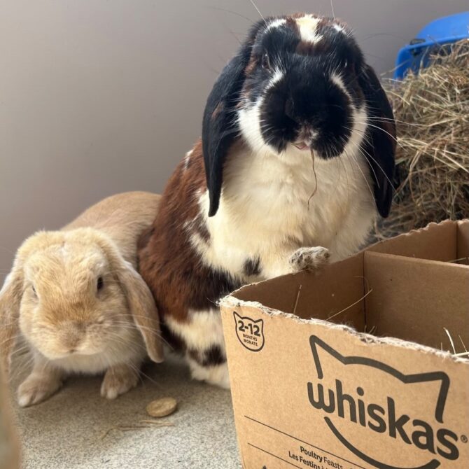 Fred & Barney – 1yrs – Male