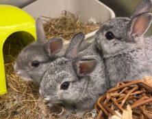 Rabbit kittens – Various