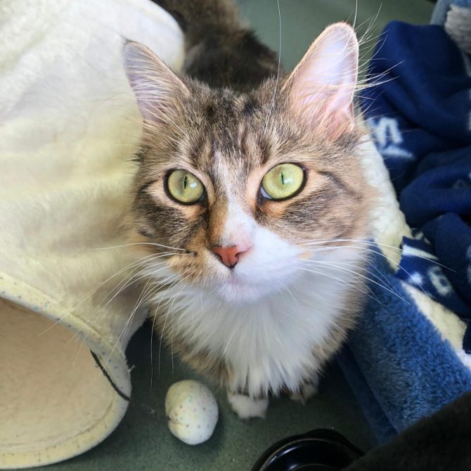 George – 2yrs – Male