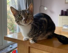 Georgie – 2yrs – Female