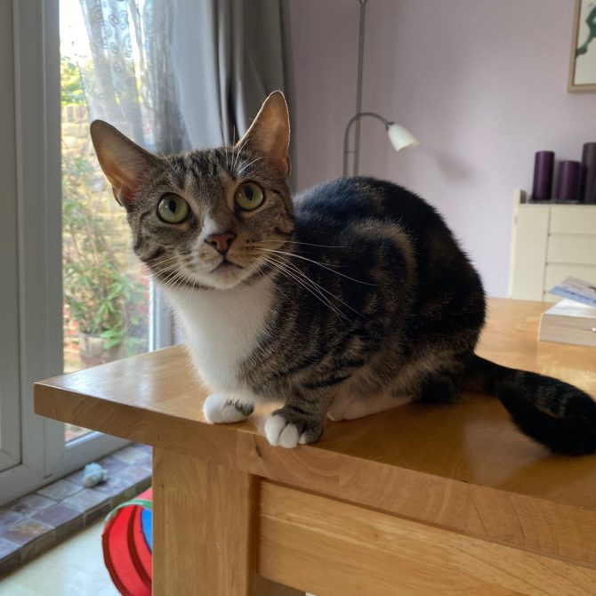 Georgie – 2yrs – Female