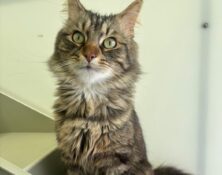 Gizmo – 4yrs – Male