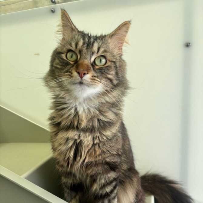Gizmo – 4yrs – Male