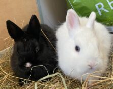 Hagrid & Hyacinth – under 12mts – Various