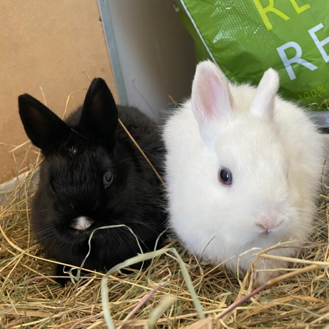 Hagrid & Hyacinth – under 12mts – Various