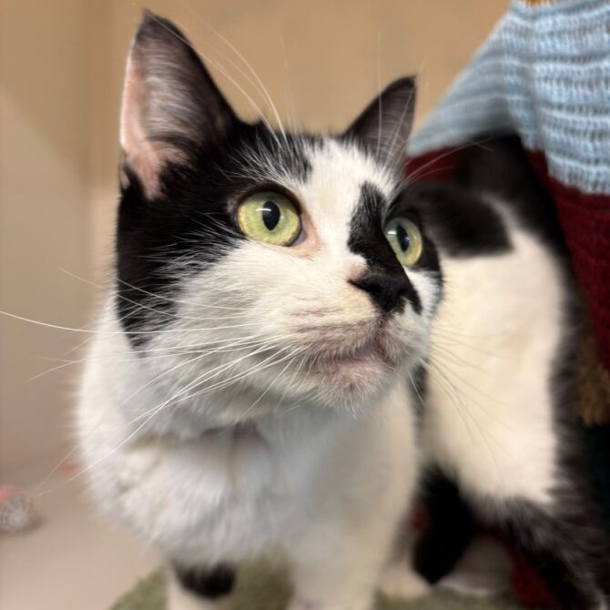 Hannah – 4yrs – Female